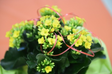 Mitgliederversammlung